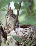 Yellow Warbler-Immature