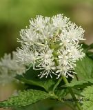 Baneberry