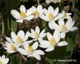 Bloodroot- Sanguinaria canadensis