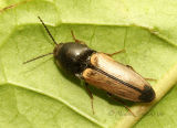 Click Beetle on Leaf