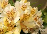 Alstroemeria