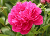 Peony #2410