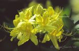 Rhododendron Yellow