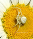 Crab Spider #2522