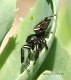 Phidippus clarus male #3149