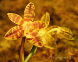 Phalaenopsis Bedford Baby