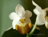 Phalaenopsis lobbii