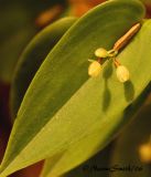 Pleurothallis pansamalae