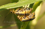 Trirhabda canadensis-Skeletonizing Beetles #9403