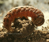 Large Yellow Underwing-Noctua pronuba Larvae N7 #5710  