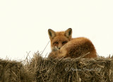 Red Fox JA8 #6143