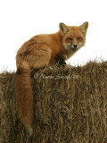 Red Fox JA8 #6163