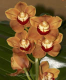 Cymbidiums F8 #6963