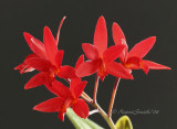 LC. Rojo (Barbara) F8 #7128