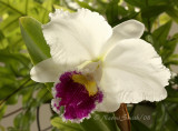 LC. Mildred Rives F8 #7089