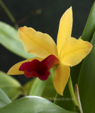 LC. Gold Digger Orchid Jungle MR8 #7134