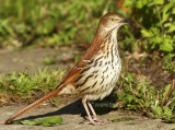 Brown Thrasher (Toxostoma rufum) MY8 #0022