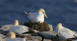 Northern Gannet Nesting