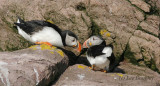 Atlantic Puffins Greeting