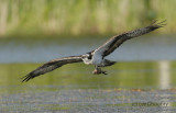 Osprey Taking Fish to Mate