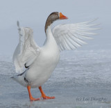 Greater White-FrontedGoose