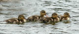 Mallard Ducklings