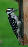Downey Woodpecker - Male