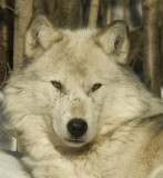 Haliburton Forest Wolf