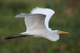 Great Egret flight