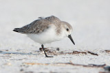 Sanderling