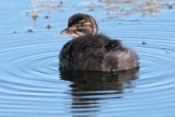 Least Grebe