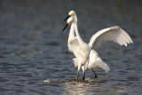 Snowys fighting for a fish