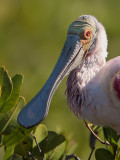 Roseate Spoonbill