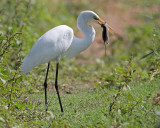 Great Egret (Garza Real)