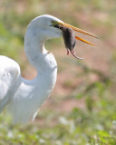 Great Egret (Garza Real)