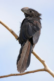 Smooth-billed (Ani Garrapatero)