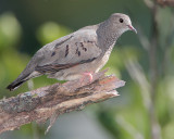 Common Ground-Dove (Rolita)