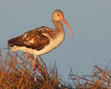 White Ibis(Immature)