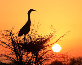 Great Blue Heron at nest (sunrise)