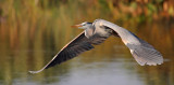 Great Blue Heron flight