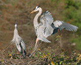 Great Blue Heron stick offering