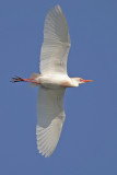 Cattle Egret flight