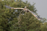 Great Blue Heron and big branch