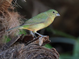 Painted Bunting (Immature male)