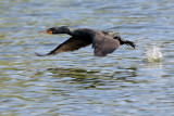 Double-Crested Cormorant take-off