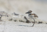 Wilson Plover