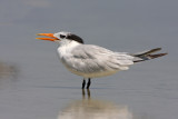 Royal Tern