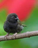 Black-faced Grassquit (Gorrión Negro)