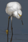Snowy Egret and spider