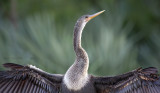 Anhinga (female)